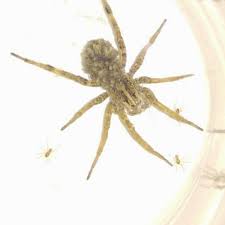 El paso tx pest control. Apex Pest Control Pest Control Service In El Paso