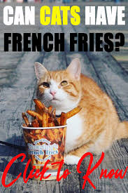 They have some sugars that can be harmful in larger quantities though. Can Cats Have French Fries In 2020 Can Cats Eat Potatoes French Fries Cats
