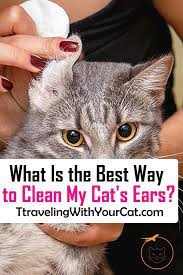 Olive oil can help aid cats who have obesity problems or cats that are at risk of strokes (due to being overweight.) 5. What Is The Best Way To Clean My Cat S Ears Clean Cat Ears Cat Ears Kitten Care