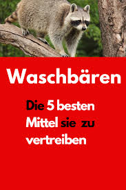 Waschbaren In Haus Und Garten 5 Besten Mittel Sie Zu Vertreiben Waschbar Im Garten Vertreiben Graben