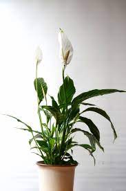 Peace Lily Care How To Grow Spathiphyllum Epic Gardening Lily Plants Peace Lily Plant Peace Lily Care
