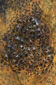 Find & download free graphic resources for frog eggs. Frog Eggs Free Photo On Pixabay