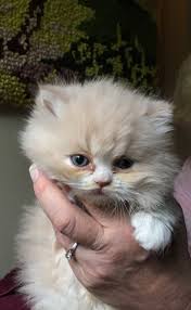 A secret weapon for persian kittens for sale in ohio. Persian Cats For Sale Cleveland Oh 284623 Petzlover