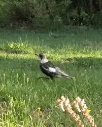 It's official, the magpie is the 2017 australian bird of the year. Odd Magpie Colouring Birds In Backyards