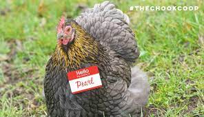 I offer name suggestions and lessons learned from my own experience with this farm. The Top 20 Cutest Pet Chicken Names Ever