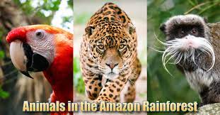 Amazon rainforest, large tropical rainforest occupying the amazon basin in northern south america and covering an area of 2,300,000 square miles (6,000 the amazon rainforest stretches from the atlantic ocean in the east to the tree line of the andes in the west. Animals In The Amazon Rainforest Pictures Info Facts