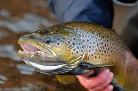 Pin On If I M Not Going To Catch Anything Then I D Rather Not Catch Anything While Flyfishing