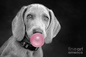 Weimaraners Wall Art for Sale