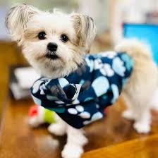 Cute shih tzu puppies and dogs videos compilation. Is The Lovable Shih Tzu Pomeranian Mix The Right Pet For You K9 Web