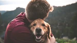This Company Makes Vegan CBD for Traumatized Pets | LIVEKINDLY