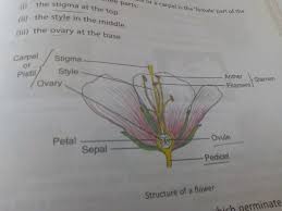 Parts of a flower and their functions. What Are The Four Main Parts Of A Flower Quora