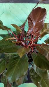 Rojo congo dorasta do 1m wysokości oraz 1m szerokości. Stunning Rojo Congo Philodendron Large Glossy Leaves And Deep Red Branches Enjoys Partial Light And Once We Philodendron Philadendron Plant Philodendron Plant