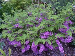 Image result for Indigofera kirkii