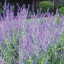 Image result for perovskia atriplicifolia 'little spire'