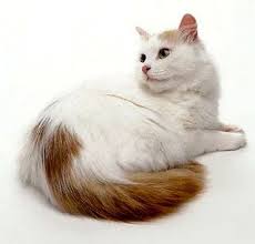 Turkish Van The Swimming Cat Turkish Van Cats Angora Cats Turkish Van