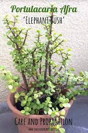 Portulacaria Afra Elephant Bush Care Types And Propagation Plant Care Houseplant Bush Plant Jade Plants