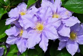Clematis wilt, a common fungal disease, causes clematis plants to go from healthy and flowering to brown and withered. Clematis Wikiwand