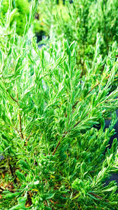 Image result for Suriana maritima