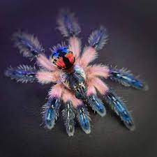 These tarantulas live in a tropical, wet climate, characterized by abundant rainfall with little to no dry season. The Brazilian Jewel Tarantula Natureisfuckinglit