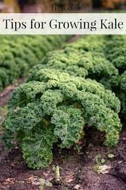 Tips For Growing Kale In Your Garden Including How To Grow Kale From Seed When To Plant Kale How To Tr Organic Gardening Tips Growing Vegetables Growing Food