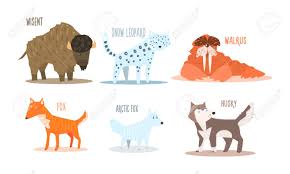 Well you're in luck, because here they come. Collection Of Arctic Animals With Names Wisent Snow Leopard Royalty Free Cliparts Vectors And Stock Illustration Image 126221995