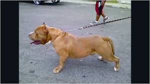 Hide this posting restore restore this posting. Pitbull Puppies For Sale Near Me Craigslist