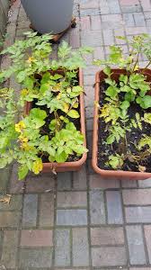 We did not find results for: Potato Plants Turning Yellow 403158 Ask Extension