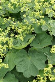 Image result for Alchemilla kiwuensis