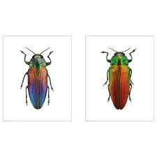 Ikea Us Furniture And Home Furnishings Beetle Ikea Card Art