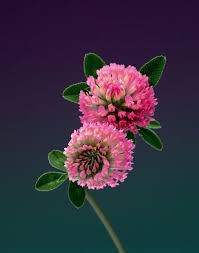Pin On Flores