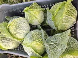 Image result for hlávková kapusta