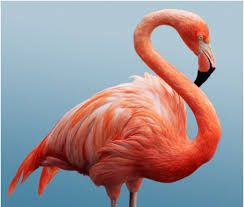 Flamingo Wall Mural Pixers We Live To Change Flamingo Photo Flamingo Wall Murals