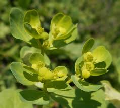 Image result for Euphorbia pseudopetiolata