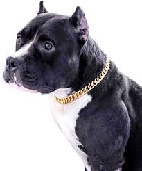 This chain is the perfect accessory to wear for any occasion, it will add just the right bit of sophisticated flair to your puppy's look. Amazon Com Gold Chain Dog Collar 15mm Cute Dog Collar Pet Gold Necklace Bulldog Light Metal Puppy Jewelry 17 Chain Puppy Costume Kitchen Dining