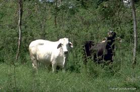 Image result for Cynodon aethiopicus