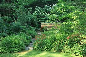 Create A Lush Garden That Results In Less Maintenance Landscape Design Understory Plants Shade Garden