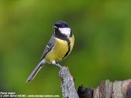 Reconnaitre Les Oiseaux De Nos Jardins Oiseaux Des Jardins Oiseaux Mesange Charbonniere