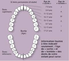 À quel âge arrivent les poussées dentaires, dans quel ordre et comment les soulager ? Les Dents Et Leur Numerotation Antiseches De Consultation En Medecine Generale