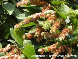 Image result for Flemingia strobilifera
