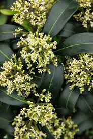 Image result for Thesium reekmansii