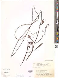 Image result for Secamone delagoensis