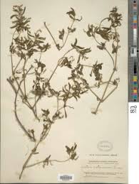 Image result for Justicia matammensis