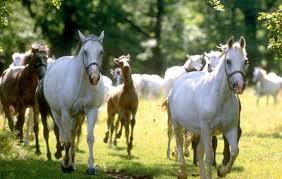 Lipica Stud Farm With The Lipicanec Horses See Slowenien Seen
