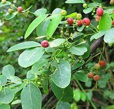 Temukan 100.000 pilihan gambar daun menakjubkan, unduh gratis gambar daun bidara & kelor. 10 Jenis Tanaman Obat Asma Tradisional 90 Ampuh