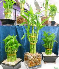 7 Best Potted Plants To Consider Having In Your Home Best Potted Plants Lucky Bamboo Plants Bamboo House Plant