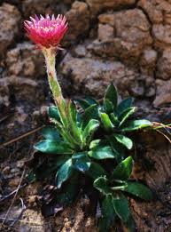 Image result for Mohria vestita