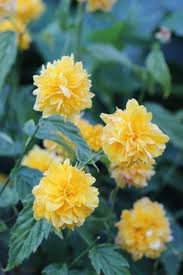 Image result for Kerria