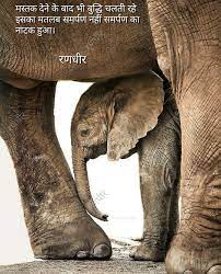 Randhir Zala Animals Beautiful Elephant Photography Animals