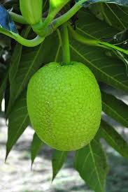 The Many Virtues Of Breadnuts And How To Cook Them Breadfruit Healthy Juices Juice Smoothie