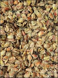 Image result for Dovyalis afra